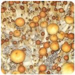 Псилоцибиновые (галлюциногенные)  грибы Psilocybin "Golden Teacher" в Малоархангельске